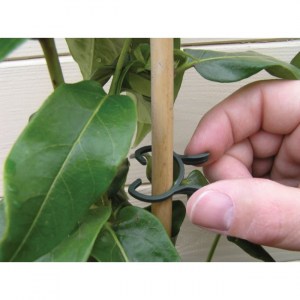 plant-clips-image